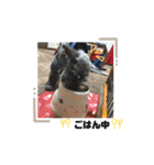 老犬シュナウザー（個別スタンプ：10）