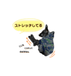 老犬シュナウザー（個別スタンプ：11）