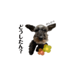 老犬シュナウザー（個別スタンプ：14）