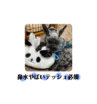 老犬シュナウザー（個別スタンプ：16）