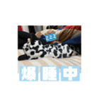 老犬シュナウザー（個別スタンプ：19）