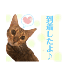 こてつFEVER  ❣️（個別スタンプ：3）