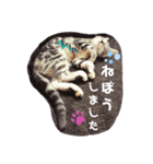 タレ目猫 小春さん（個別スタンプ：2）