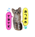 タレ目猫 小春さん（個別スタンプ：3）