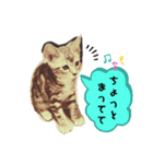 タレ目猫 小春さん（個別スタンプ：4）