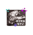 タレ目猫 小春さん（個別スタンプ：6）