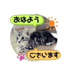 タレ目猫 小春さん（個別スタンプ：7）
