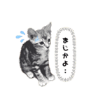 タレ目猫 小春さん（個別スタンプ：8）