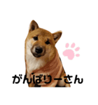 しばいぬタロとの日常②（個別スタンプ：6）