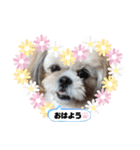 シーズー♪（個別スタンプ：2）