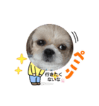 シーズー♪（個別スタンプ：3）