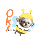シーズー♪（個別スタンプ：11）