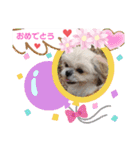 シーズー♪（個別スタンプ：12）