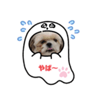 シーズー♪（個別スタンプ：13）