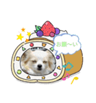 かわいい癒やし系のワンコスタンプ（個別スタンプ：1）