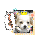 かわいい癒やし系のワンコスタンプ（個別スタンプ：2）