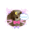かわいい癒やし系のワンコスタンプ（個別スタンプ：11）