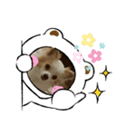 かわいい癒やし系のワンコスタンプ（個別スタンプ：24）