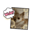 かわいい癒やし系のワンコスタンプ（個別スタンプ：32）