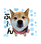柴犬ふっくん（個別スタンプ：1）
