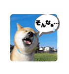柴犬ふっくん（個別スタンプ：2）