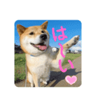 柴犬ふっくん（個別スタンプ：3）