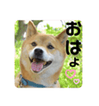柴犬ふっくん（個別スタンプ：5）