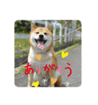 柴犬ふっくん（個別スタンプ：6）