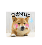 柴犬ふっくん（個別スタンプ：7）