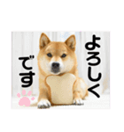 柴犬ふっくん（個別スタンプ：8）