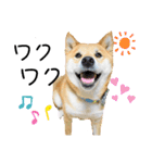 柴犬ふっくん（個別スタンプ：9）
