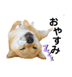 柴犬ふっくん（個別スタンプ：10）