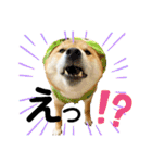 柴犬ふっくん（個別スタンプ：11）