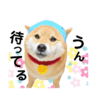 柴犬ふっくん（個別スタンプ：12）