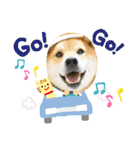 柴犬ふっくん（個別スタンプ：13）