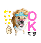 柴犬ふっくん（個別スタンプ：15）