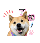 柴犬ふっくん（個別スタンプ：16）