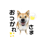 柴犬ふっくん（個別スタンプ：17）