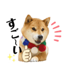 柴犬ふっくん（個別スタンプ：18）