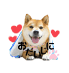 柴犬ふっくん（個別スタンプ：21）