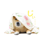 柴犬ふっくん（個別スタンプ：22）