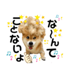 柴犬ふっくん（個別スタンプ：23）