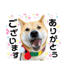 柴犬ふっくん（個別スタンプ：24）