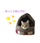リアルにゃんこスタンプ(ФωФ)（個別スタンプ：7）