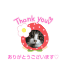リアルにゃんこスタンプ(ФωФ)（個別スタンプ：15）