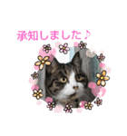 リアルにゃんこスタンプ(ФωФ)（個別スタンプ：16）