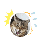 リアルにゃんこスタンプ(ФωФ)（個別スタンプ：32）