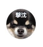 プリティーチワワのカイちん3（個別スタンプ：24）