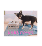 チワワのCHOCOスタンプ（個別スタンプ：4）