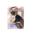チワワのCHOCOスタンプ（個別スタンプ：5）